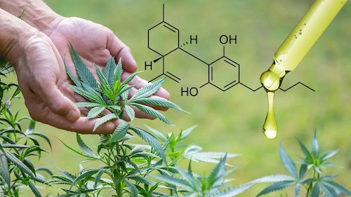 FAQ on cannabis terpenes and the entourage effect: effects on relaxation, mood, sleep, inflammation, and sex